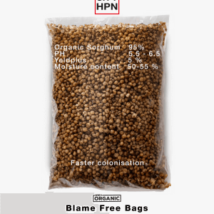 sorgum magic mushrooms