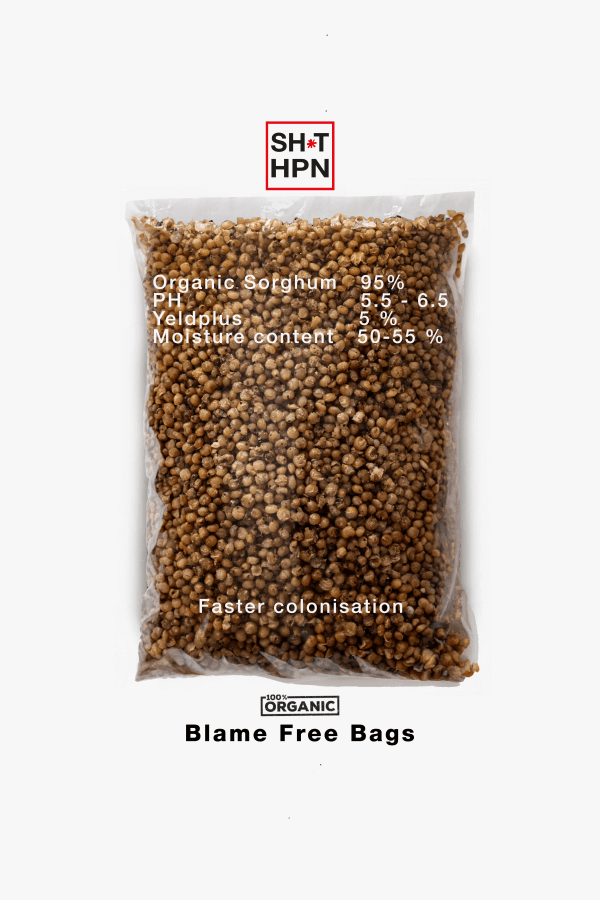 White Sorghum Grains