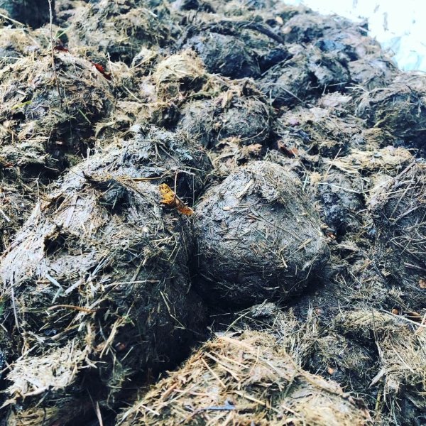 Elephant manure