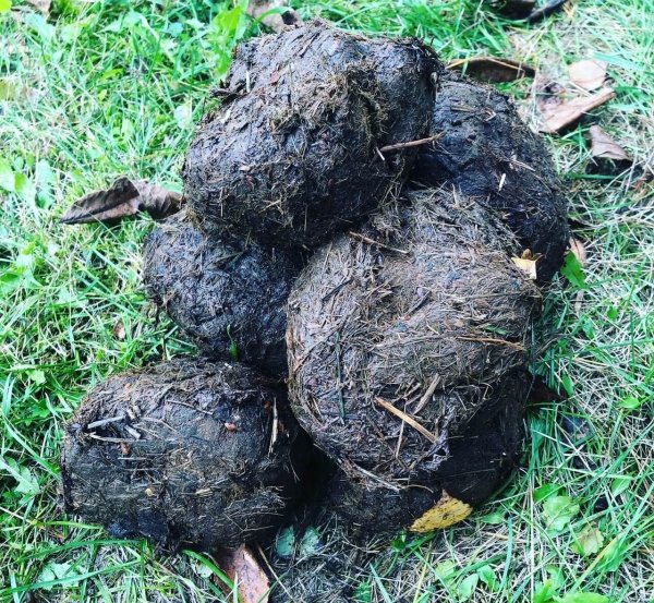 Elephant manure