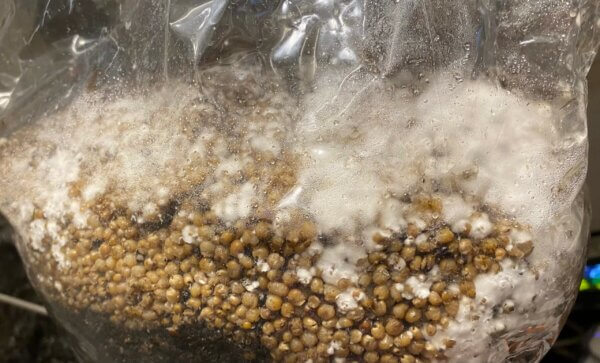 White Sorghum Grains